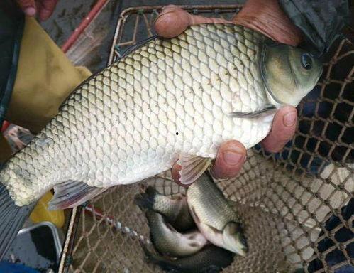 日本进口鲫鲤爆料视频,视频爆料揭示惊人真相  第2张