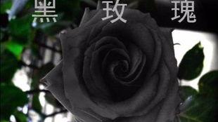 黑玫瑰在线观看,暗夜绽放的秘密  第1张